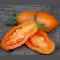 Orange Banane Tomatenpflanze aus Bio Naturgarten Niedersachsen - Norden Vorschau