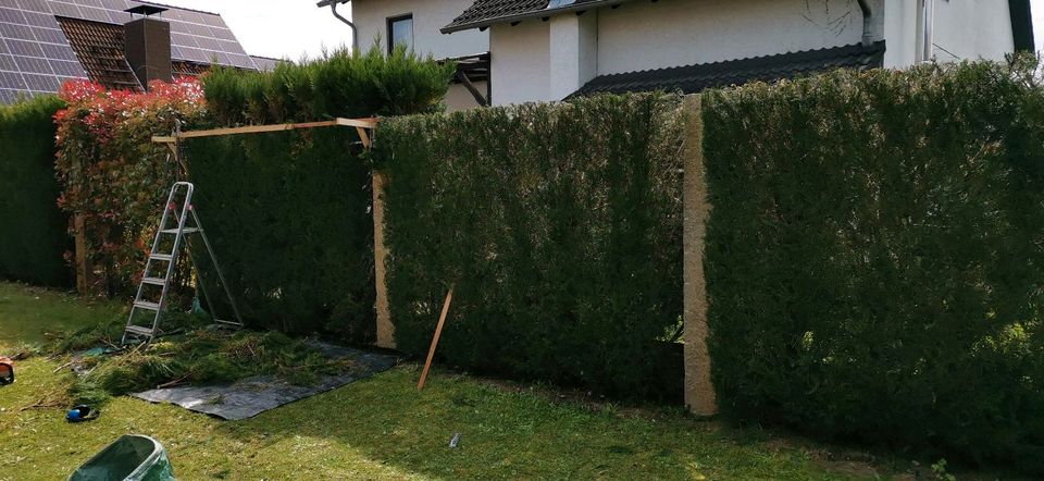 Hecke schneiden, Baumfällung, Baum zurückschreiben in Eggenstein-Leopoldshafen