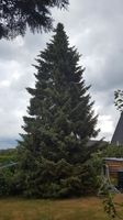echter Tannenbaum,  zum selbst schlagen oder schlage Schleswig-Holstein - Jarplund-Weding Vorschau