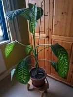 Dieffenbachia H: 124 cm --> Raumluftreiniger Thüringen - Jena Vorschau