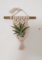 Luftpflanze Airplant Tillandsia im Makramee Schleswig-Holstein - Schuby Vorschau