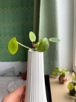 Pilea Ableger München - Schwabing-West Vorschau