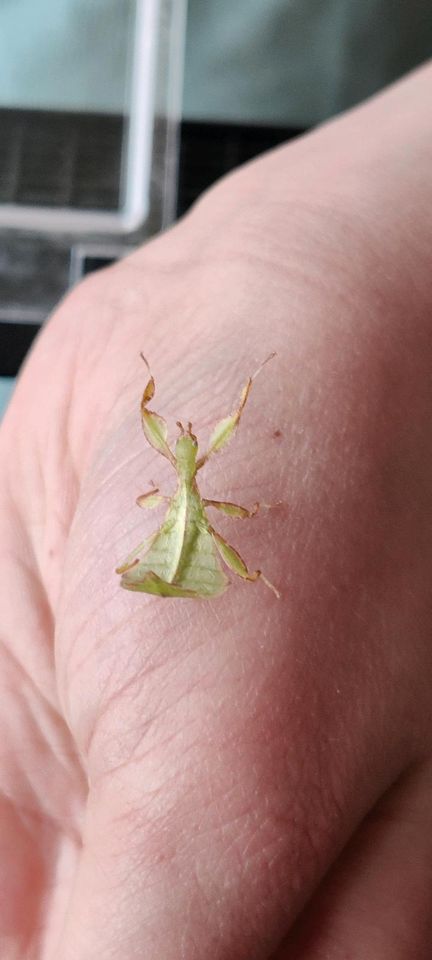 Wandelnde Blätter Phyllium philippinicum in Au