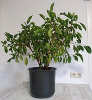 Birkenfeige Ficus Benjamini, groß Niedersachsen - Estorf Vorschau