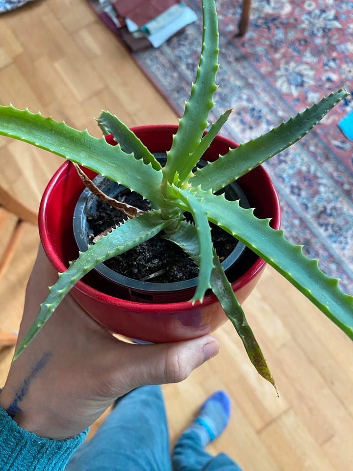 Aloe Ableger in Dresden