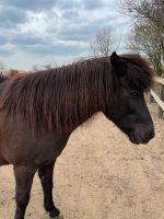 Pflegebeteiligung Pferd Nordfriesland - Emmelsbüll-Horsbüll Vorschau