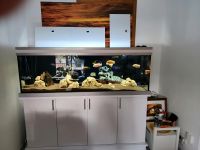 650 L Aquarium ohne Schrank Hessen - Rosbach (v d Höhe) Vorschau