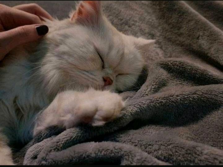 BLH Katze mit Stammbaum rot silber bicoluor Farbe Größe Kratzbaum in Wassenach