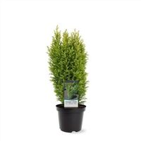 Chamaecyparis lawsoniana Ellwood's Gold Gelbe Kegelzypresse 45cm Nordrhein-Westfalen - Nordkirchen Vorschau