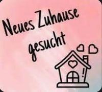 Haus / Maisonette / Whg . zum Mieten gesucht Rheinland-Pfalz - Mainz Vorschau