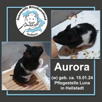 Aurora Hamster Goldhamster Mittelhamster aus Pflegestelle Bayern - Hallstadt Vorschau