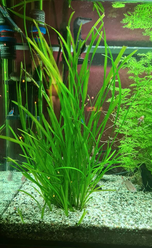 Vallisneria Pflanze ca. 40cm Aquarium Wasserpflanze Fische in Potsdam