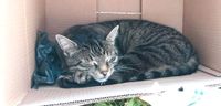 Seit zwei Jahren Vermisst: Kater Findus Nordrhein-Westfalen - Preußisch Oldendorf Vorschau