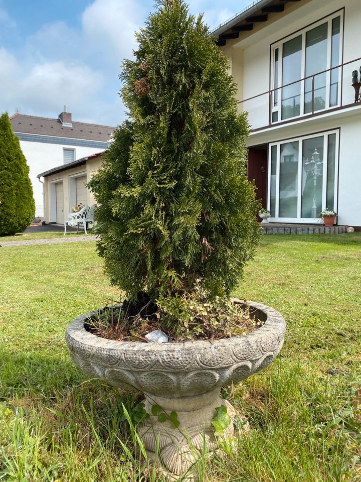 Steingut/Pflanztopf mit Baum/Bepfanzung in Bad Orb