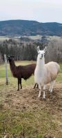 Lama-Wallache Bayern - Neukirchen a Teisenberg Vorschau