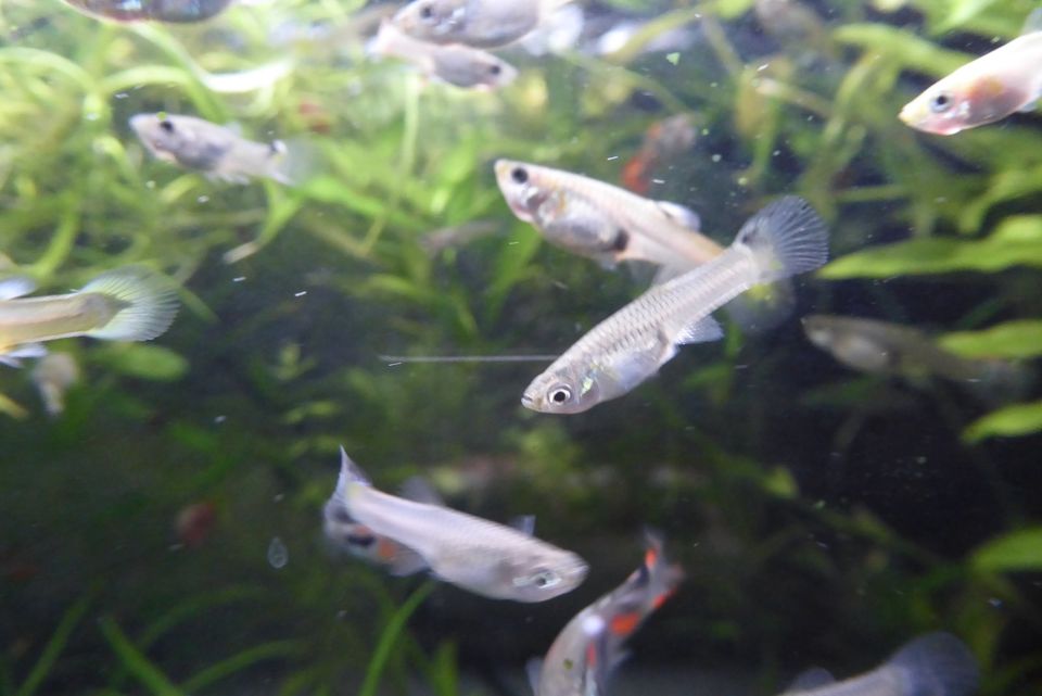 Fische Guppy Guppies – viele schöne Männchen / Weibchen 0,50 € in Edingen-Neckarhausen