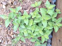 Ableger Oregano, Melisse,, Baldrian Rheinland-Pfalz - Raubach (Westerw.) Vorschau