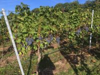 Weinberge  zu verpachten in Großbottwar Baden-Württemberg - Steinheim an der Murr Vorschau