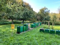Bienenvolk Wirtschaftsvolk Bienen DN auf 2 Zargen Nordrhein-Westfalen - Erwitte Vorschau