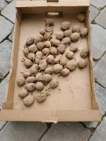 Pflanz Kartoffel Bayern - Traunstein Vorschau