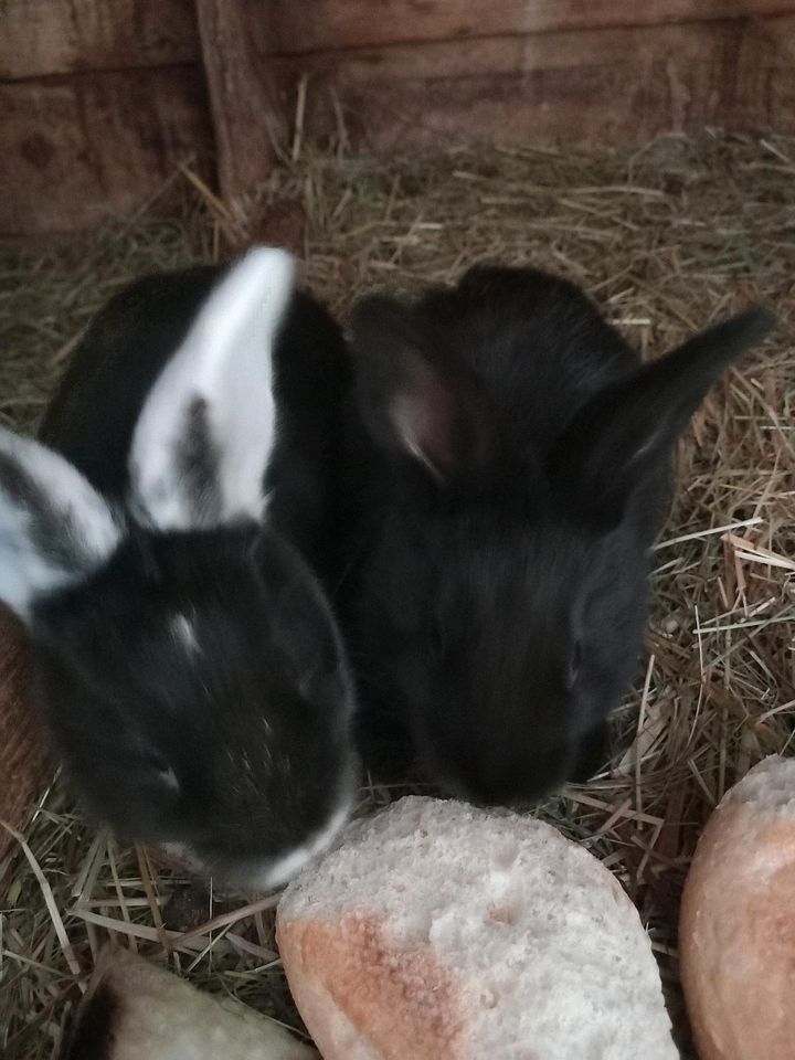 Dt. Riesen / Widder / Neuseeländer in Zaberfeld