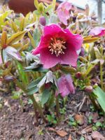 Lenzrose (Helleborus Orientalis) dunkelrot Jungpflanzen Garten Baden-Württemberg - Neresheim Vorschau