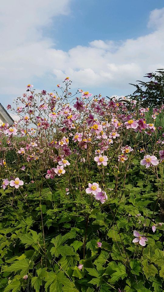 Herbst Anemonen diverse Stauden in Bielefeld