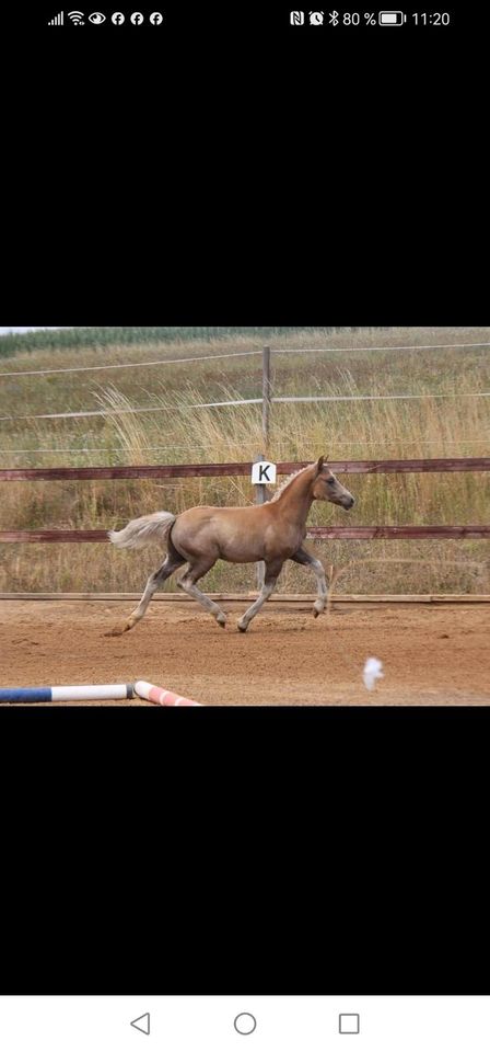 Haflinger Stute in Ehingen Mittelfr