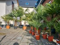 Trachycarpus fortunei Hanfpalme Winterhart verschiedene Größen Niedersachsen - Sehnde Vorschau