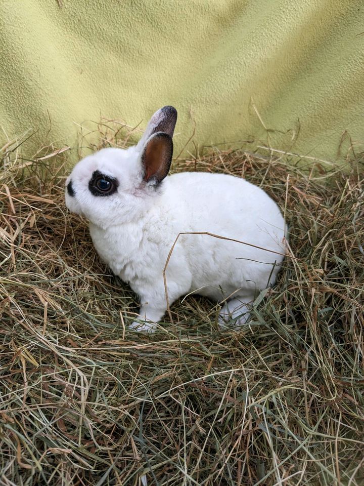 Zwergkaninchen/ Zwergwidder/ Kaninchen in Bremen