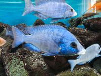 Malawi Buntbarsche Placidochromis Mdoka White Lips Wuppertal - Elberfeld Vorschau