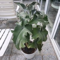 1 m hohe Kalanchoe beharensis, Sukkulente Köln - Lindenthal Vorschau