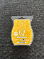 Scentsy Bar Coconut Lemongrass Neu & OVP Bayern - Karlskron Vorschau