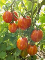 Russische Tomatensorte: Russian Queen, Tomatensamen,  samenfest Niedersachsen - Oldenburg Vorschau