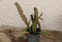 Blattkaktus Epiphyllum Hybriden Bayern - Uffing Vorschau