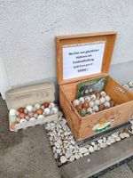 Eier (Bio-Freilandhaltung) Bayern - Bamberg Vorschau
