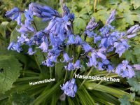 Samen  Hasenglöckchen blau, Ballonblume lila, 100 weitere Sorten Schleswig-Holstein - Norderstedt Vorschau