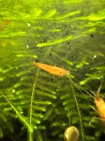 Orange Bloodshot Tigergarnele Caridina - 2,5€ Stück Bayern - Bad Birnbach Vorschau