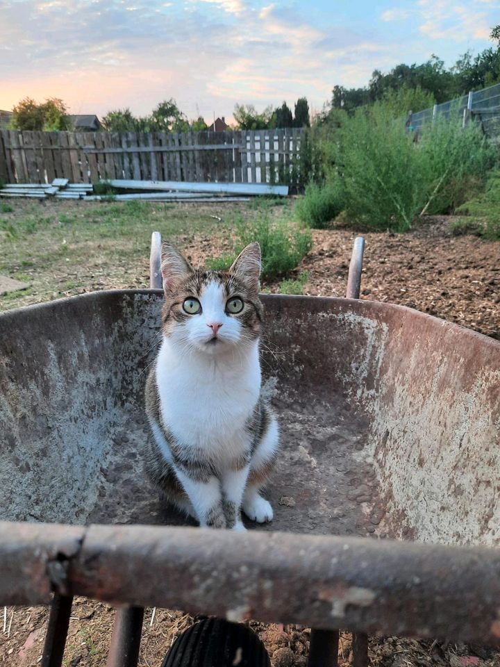 Unsere Katze ist nicht nachhause gekommen in Rheine