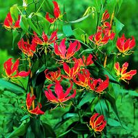 schöne Gloriosa Ruhmeskrone KNOLLEN Kletterpflanze Gartenpflanze Bayern - Krumbach Schwaben Vorschau