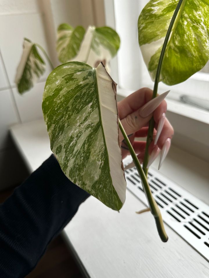 Monstera Variegata Stammableger in Berlin