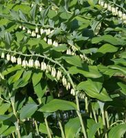 Polygonatum biflorum – Großes Salomonsiegel - Salomonssiegel Bayern - Scheßlitz Vorschau