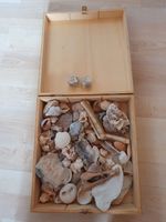 Konvolut Steine Muscheln in Holzkiste Niedersachsen - Cuxhaven Vorschau
