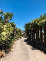 Winterh. Hanfpalme/ Trachycarpus fortunei/ Butia/ Bananen/ Oliven Nordrhein-Westfalen - Schermbeck Vorschau