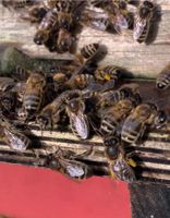 Dunkle Bienenkönigin von 2024 Dunkle Biene Niedersachsen - Stuhr Vorschau