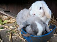 ❤️Allerbestes Zuhause für meine Kaninchen gesucht❤️ Nordrhein-Westfalen - Bottrop Vorschau