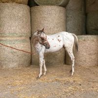 Appaloosa Hengst 2 Jahre Rheinland-Pfalz - Rhens Vorschau