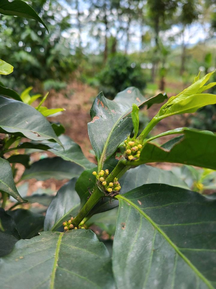 Kaffee arabica,  5 frische Samen Bio Kaffeebaum in Muldestausee