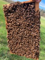 Bienen, Bienenvölker und neue Ableger Niedersachsen - Wolfsburg Vorschau