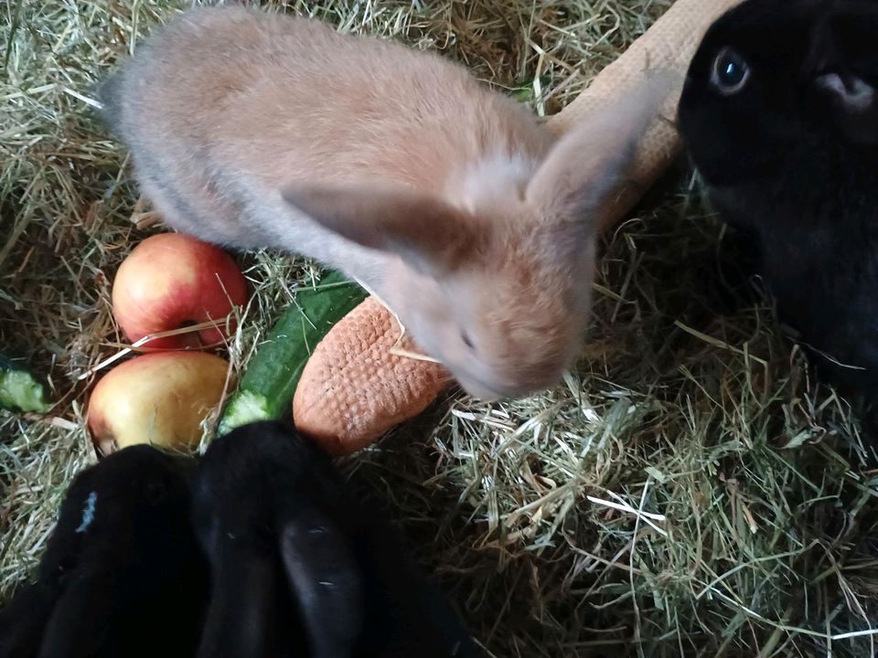 Kaninchen Baby abgabefähig ab sofort in Beckingen